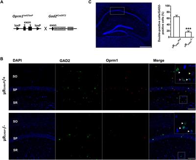 Acute Stress Facilitates LTD Induction at Glutamatergic Synapses in the Hippocampal CA1 Region by Activating μ-Opioid Receptors on GABAergic Neurons